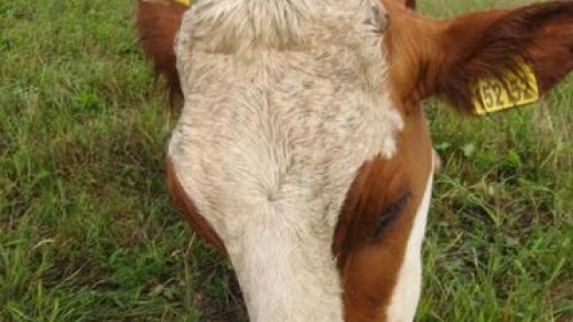 Ukončení diskuse na téma krávy a magnetismus