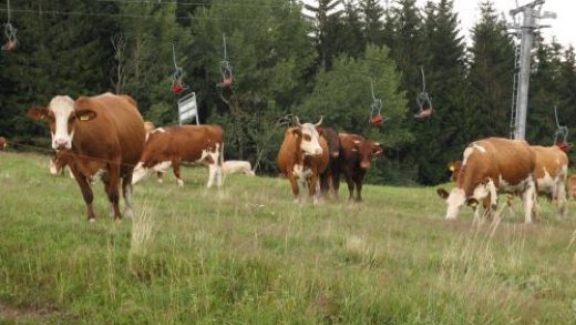 Odpověď H. Burdovi a kol. na kritiku mého článku o „magnetických kravách“