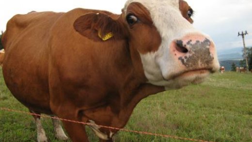 Magnetické krávy: Korespondence Jaromíra Eiselta a Jiřího Heřta